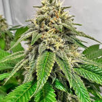marshmallow-og-fem-compound-genetics.jpg