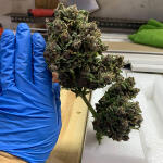 purple-lemonade-auto-fem-fastbuds.jpg