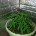 papaya-cookies-auto-fem-fastbuds.jpeg
