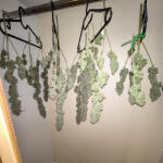 apple-strudel-auto-fem-fastbuds.jpg