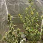 banana-purple-punch-auto-fem-fastbuds.jpg