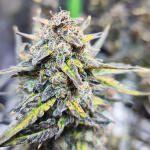 banana-purple-punch-auto-fem-fastbuds.jpg