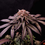 blueberry-muffin-fem-humboldt-seed-company.jpg
