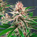 ddos-33-fem-herbies-seeds.jpg