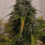 gorilla-auto-fem-Semyanich.jpg