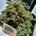 gorilla-cookies-auto-fem-fastbuds.jpg
