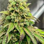 marshmallow-og-fem-compound-genetics.jpg