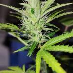 cbd-green-crack-auto-fem-Semyanich.jpg