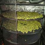 mimosa-x-orange-punch-fem-barneys-farm.jpg