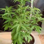 miracle-alien-cookies-mac-fem-7ch-american.jpg