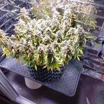 whiskey-zulu-auto-fem-7ch-american.jpg