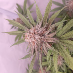 white-widow-regular-nirvana-seeds.jpg