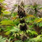 blueberry-hill-fem-herbies-seeds.jpg