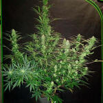 florida-sunrise-auto-fem-7ch-american.jpg