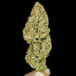 frostbanger-auto-f3-fem-fastbuds.jpg