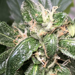 purple-punch-og-xl-auto-fem-sweet-seeds.jpg