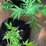 cbd-green-crack-auto-fem-Semyanich.jpg