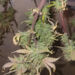 dossidos-cookies-autoflower-fem-easy-grow-seeds.jpg