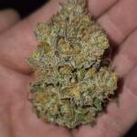 nuggz-r1-fem-ethos-genetics.jpg