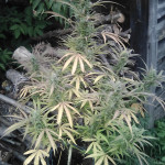 sweet-skunk-auto-fem-sweet-seeds.jpg