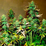 tropicana-cookies-auto-fem-fastbuds.jpg