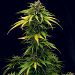 tropicana-cookies-auto-fem-fastbuds.jpg