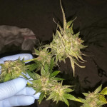 wedding-cake-fem-cali-buds-seeds.jpg