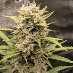 apple-strudel-auto-fem-fastbuds.jpg