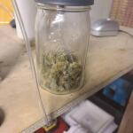 dossidos-cookies-autoflower-fem-easy-grow-seeds.jpg
