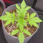 gorilla-glue-4-fem-original-sensible-seeds.jpg