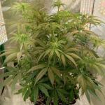 miracle-alien-cookies-mac-fem-7ch-american.jpg