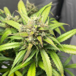 papaya-zoap-auto-fem-sweet-seeds.jpg