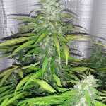 purple-punch-og-xl-auto-fem-sweet-seeds.jpg