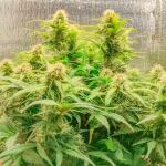 -speed-auto-fem-sweet-seeds.jpg