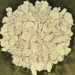 banana-purple-punch-auto-fem-fastbuds.jpg