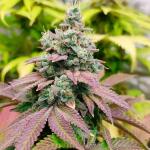 blueberry-hill-fem-herbies-seeds.jpg
