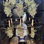 blueberry-muffin-fem-humboldt-seed-company.jpg