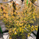 ddos-33-fem-herbies-seeds.jpg