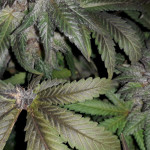 gorilla-glue-4-fem-anesia-seeds.jpg