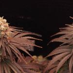 zookies-fem-7ch-american.jpg