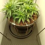 auto-white-widow-fem-pyramid-seeds.jpg