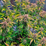 banana-purple-punch-auto-fem-fastbuds.jpg
