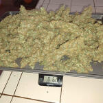 blueberry-hill-fem-herbies-seeds.jpg