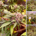 bubba-cookies-auto-fem-Semyanich.jpg