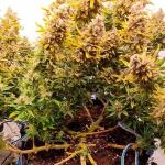 gorilla-crunch-auto-fem-Semyanich.jpg