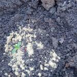miracle-alien-cookies-mac-fem-7ch-american.jpg