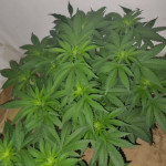 northern-lights-fem-00-seeds.jpg
