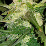 orange-sherbet-auto-fem-fastbuds.jpg