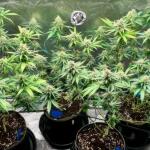 the-white-fire-og-fem-seedkeepers.jpg