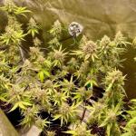 the-white-fire-og-fem-seedkeepers.jpg